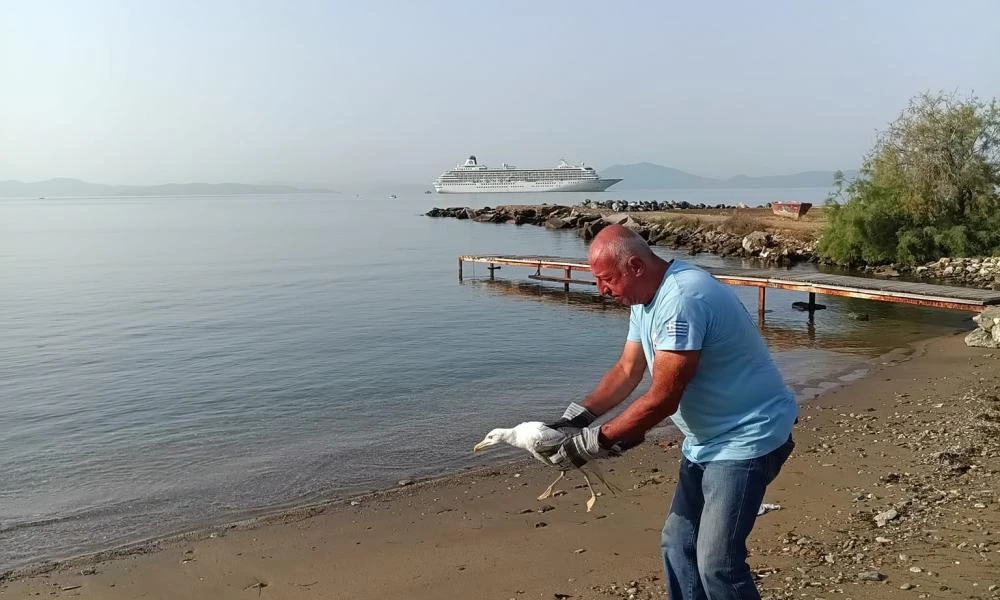  Γλάρος εγκλωβίστηκε σε φωταγωγό πολυκατοικίας στο Βόλο (Βίντεο-Εικόνες)